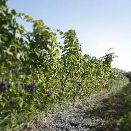 La Trigola